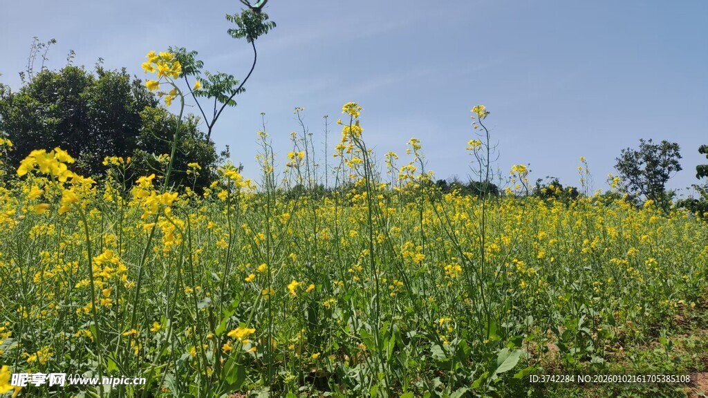金黄油菜花田美景
