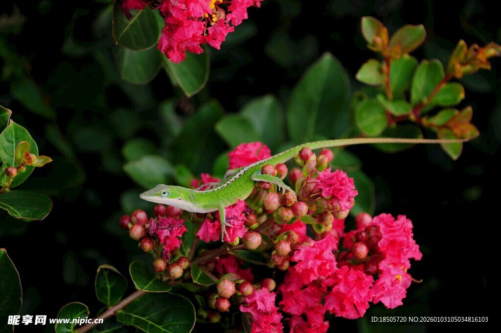 绿壁虎栖于艳红花朵间