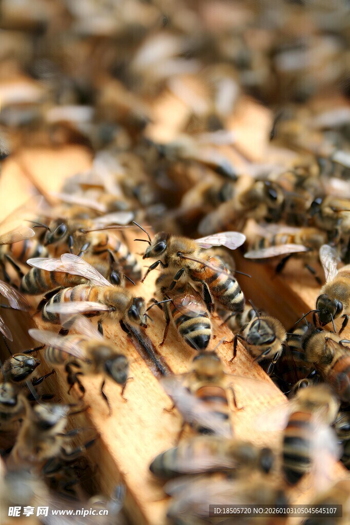 密集的蜂群在蜂巢上活动