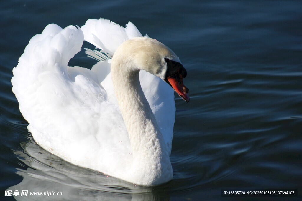 优雅天鹅于湖面悠然游动