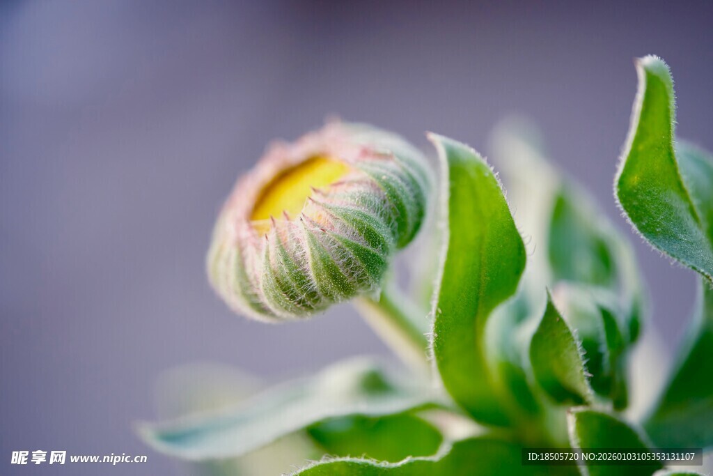 含苞待放的清新小雏菊