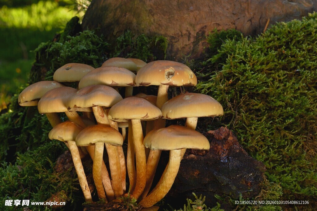 树下丛生的蘑菇