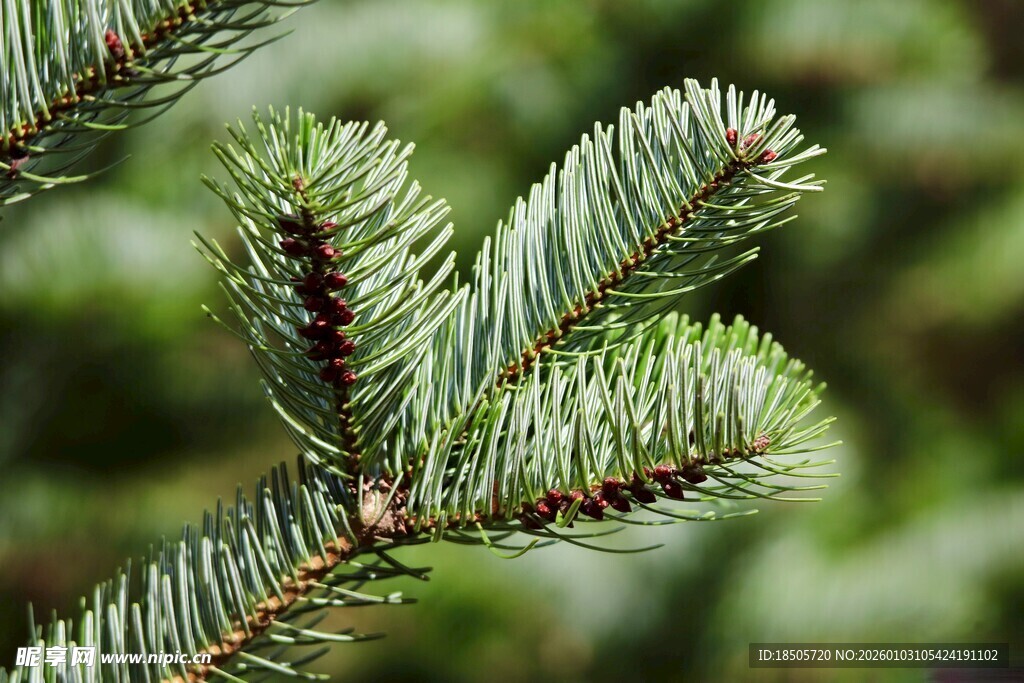 翠绿松针特写
