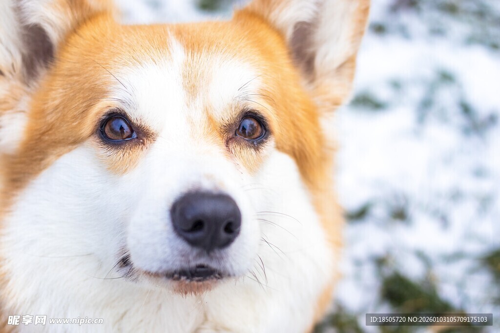 雪地中的可爱柯基犬