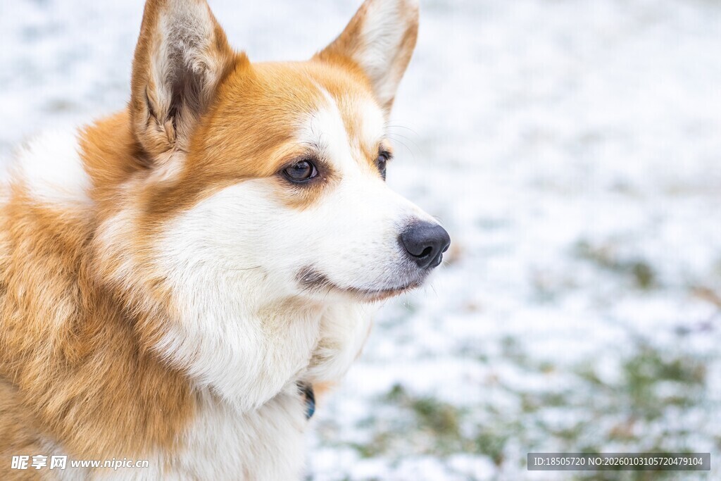 雪地中的可爱柯基犬