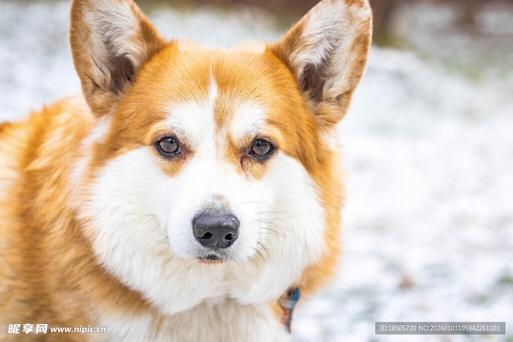 雪地中的可爱柯基犬
