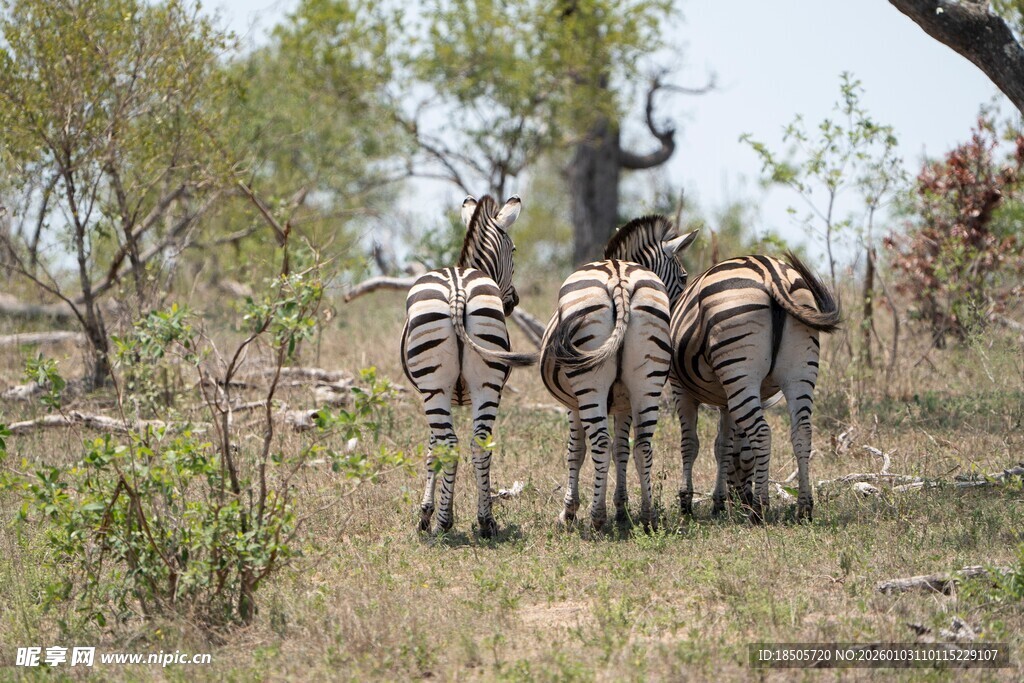 草原上的斑马群背影