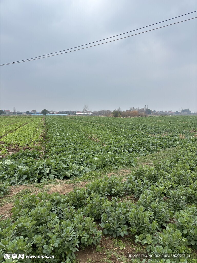 广袤农田绿意盎然