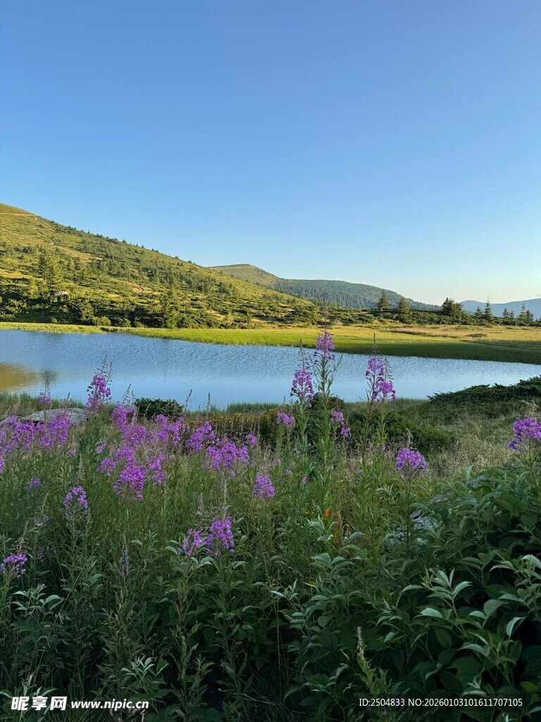 湖畔紫色花丛与青山美景