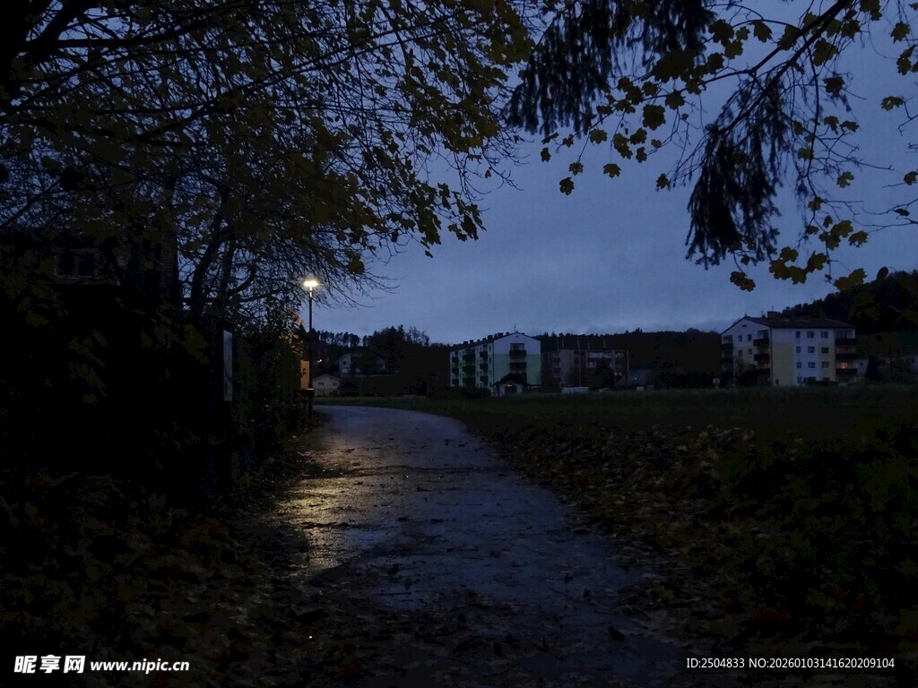 夜幕下的静谧林间小道