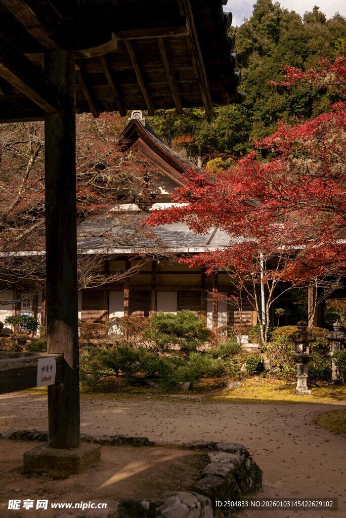 日式庭院中的红枫景致