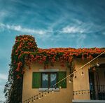 屋顶繁花盛开的温馨小屋