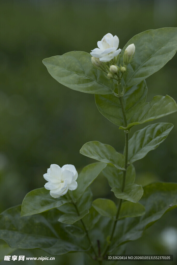 茉莉花