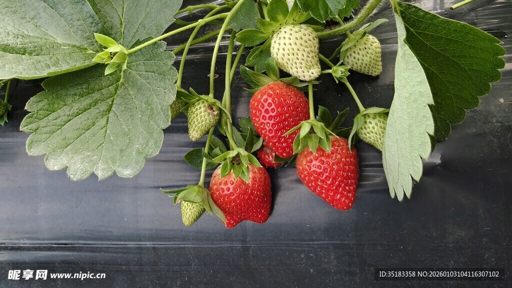 新鲜草莓挂枝