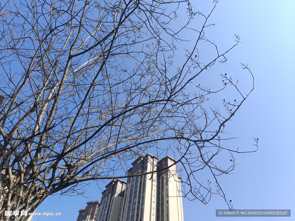 蓝天映衬下的高楼与枯树