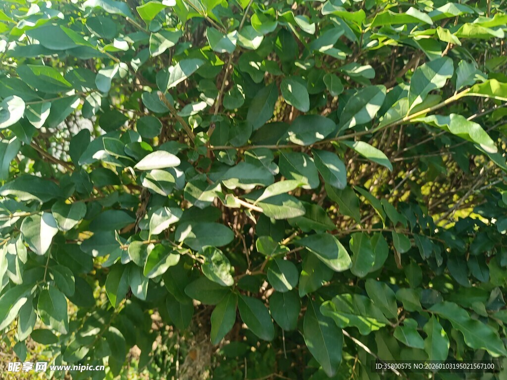 绿叶繁茂的植物景象