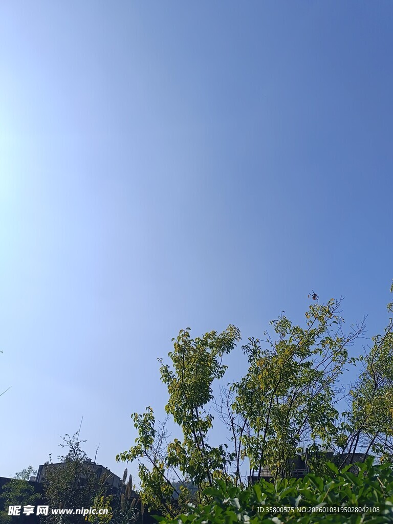 蓝天绿树风景图