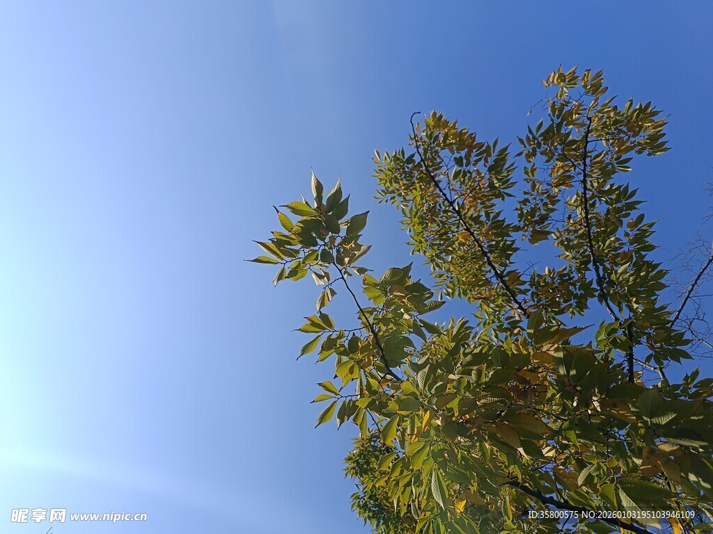 蓝天映衬下的繁茂枝叶