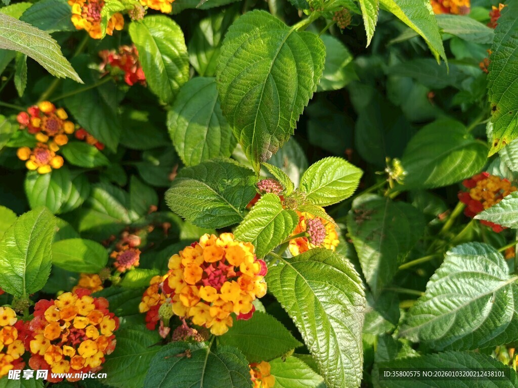 多彩马缨丹绽放绿叶间