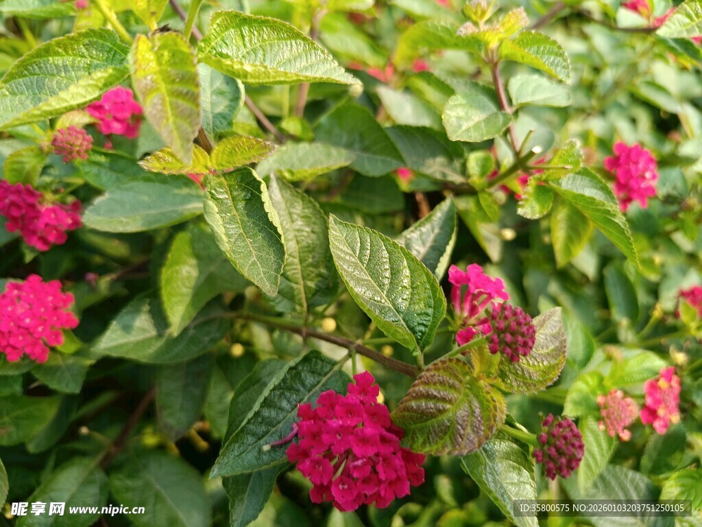 鲜艳绣球花绽放绿叶间