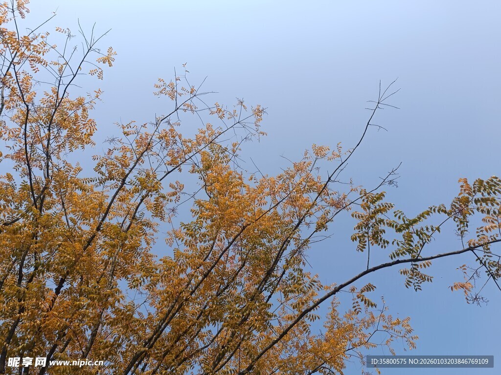 秋日枝头金黄树叶