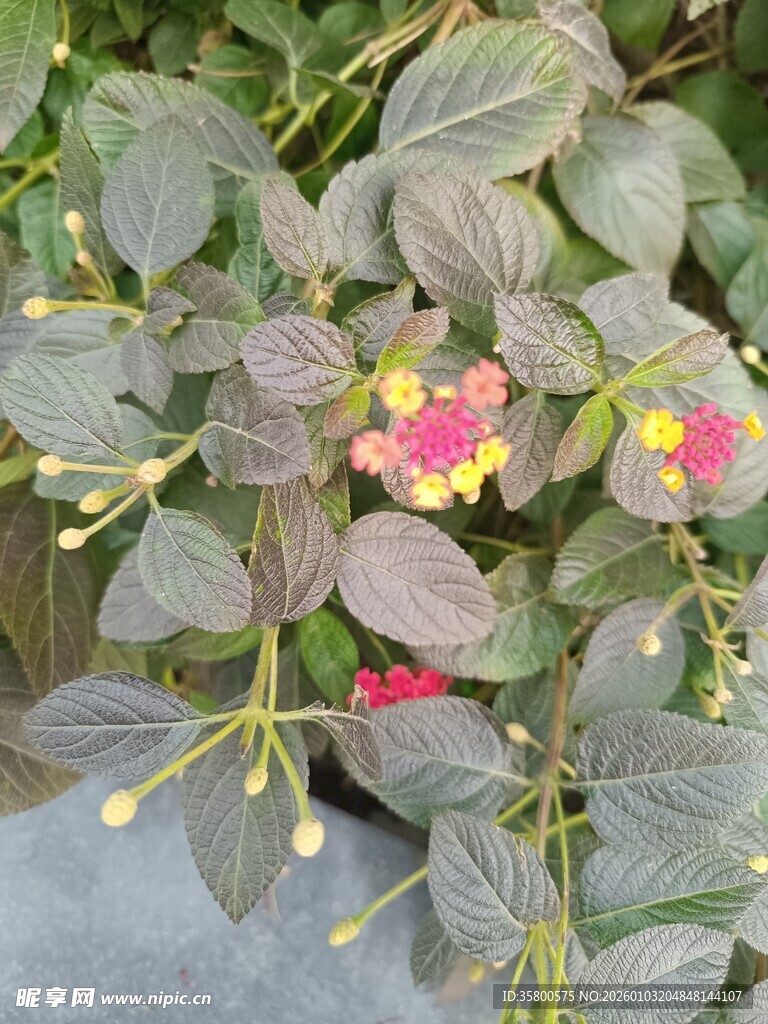 多彩花卉植物特写