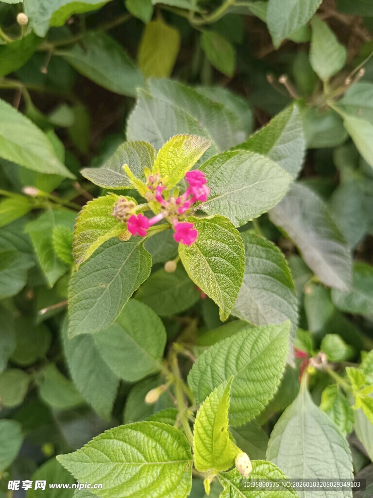 绿叶间的娇艳粉色小花