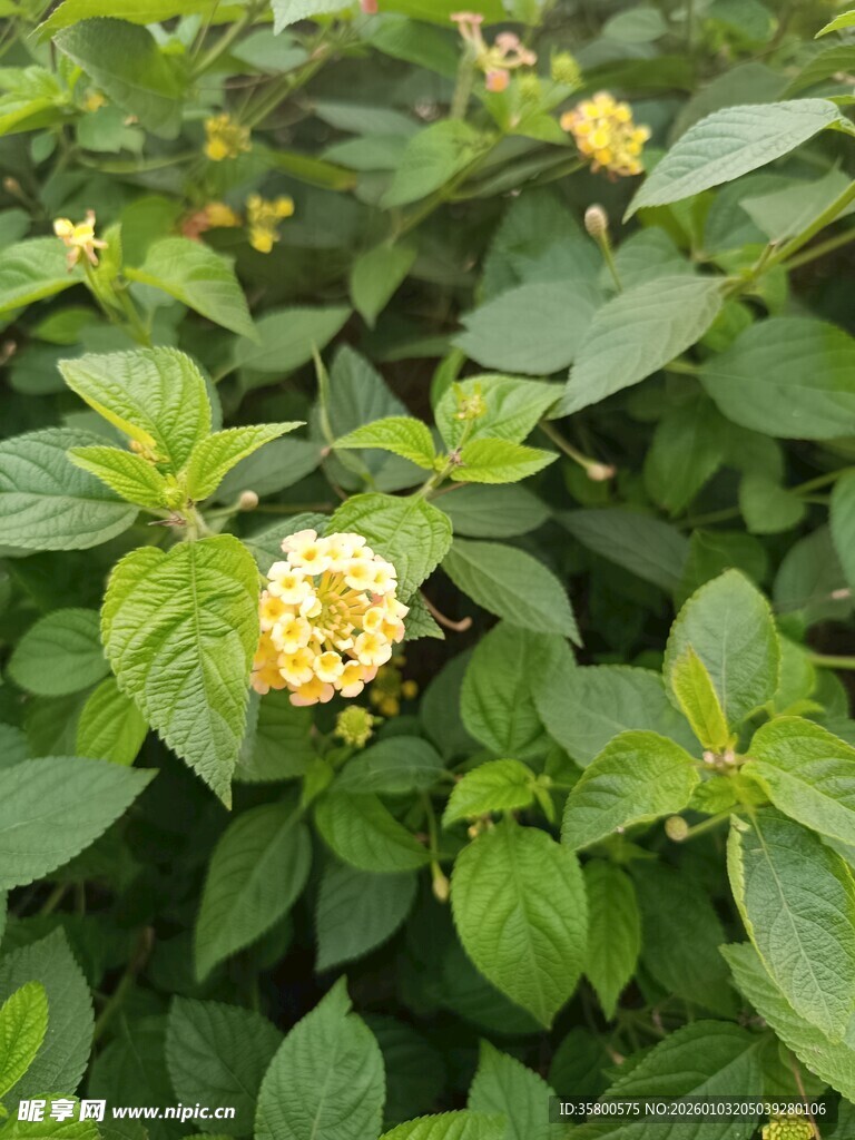 绿叶丛中的黄色小花