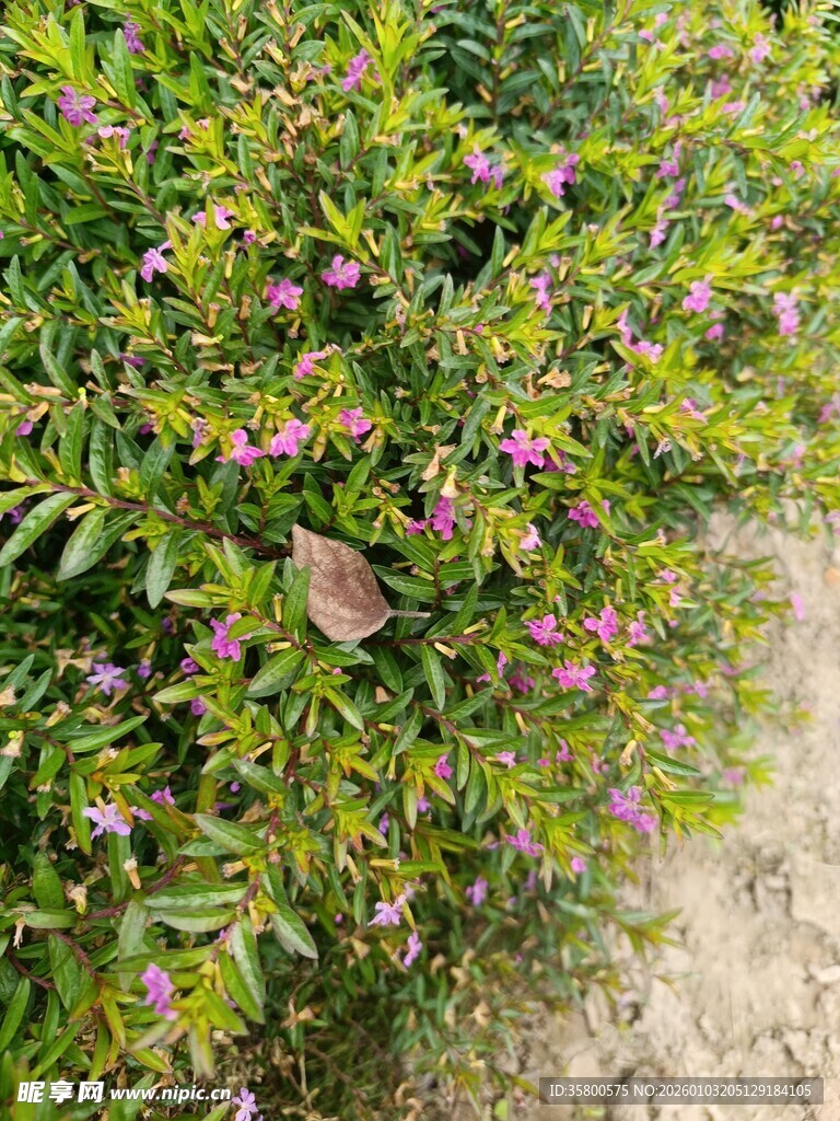 绿叶间的粉色小花