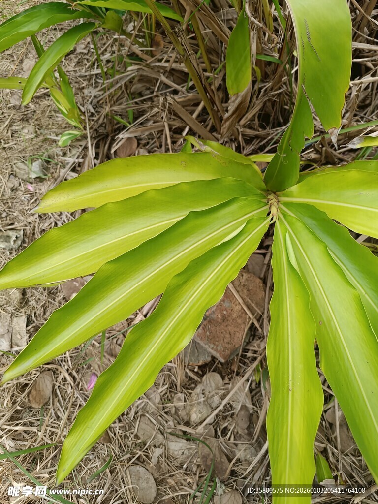 翠绿舒展的奇特叶片植物