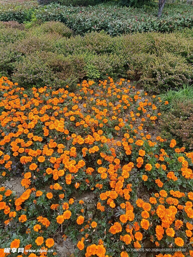 绚烂橙色花海铺满大地