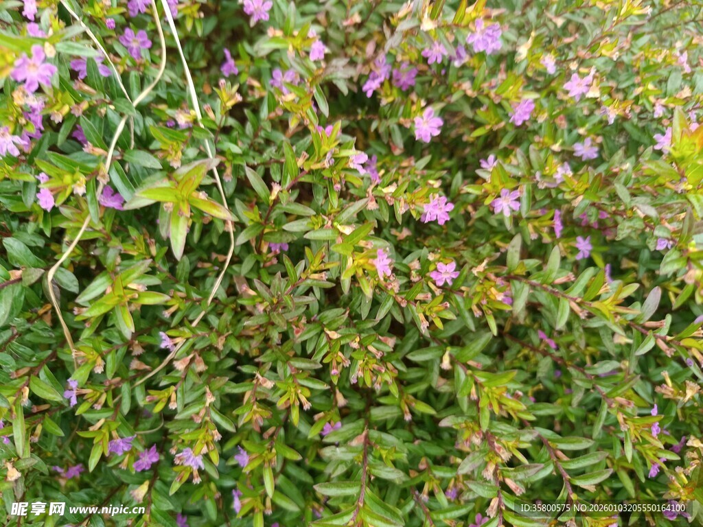 繁茂花丛中的紫色小花