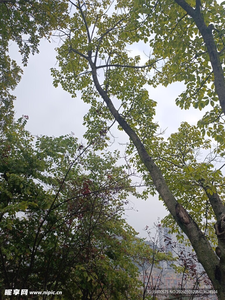 仰视葱郁树木枝叶景观