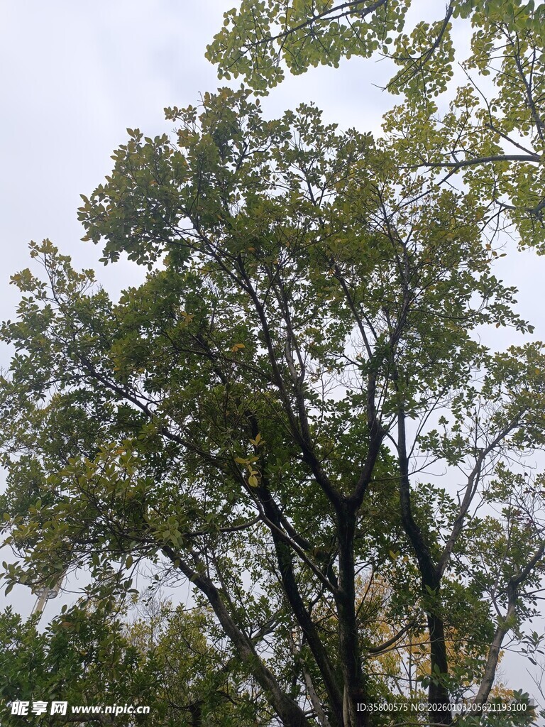 枝叶繁茂的高大树木