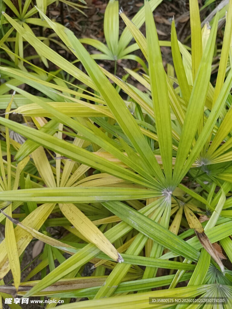 翠绿细长叶片的植物