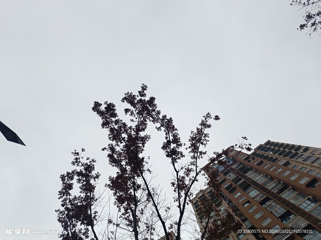 天空下的树木与建筑