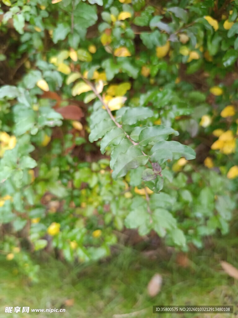 绿叶间的黄色小花