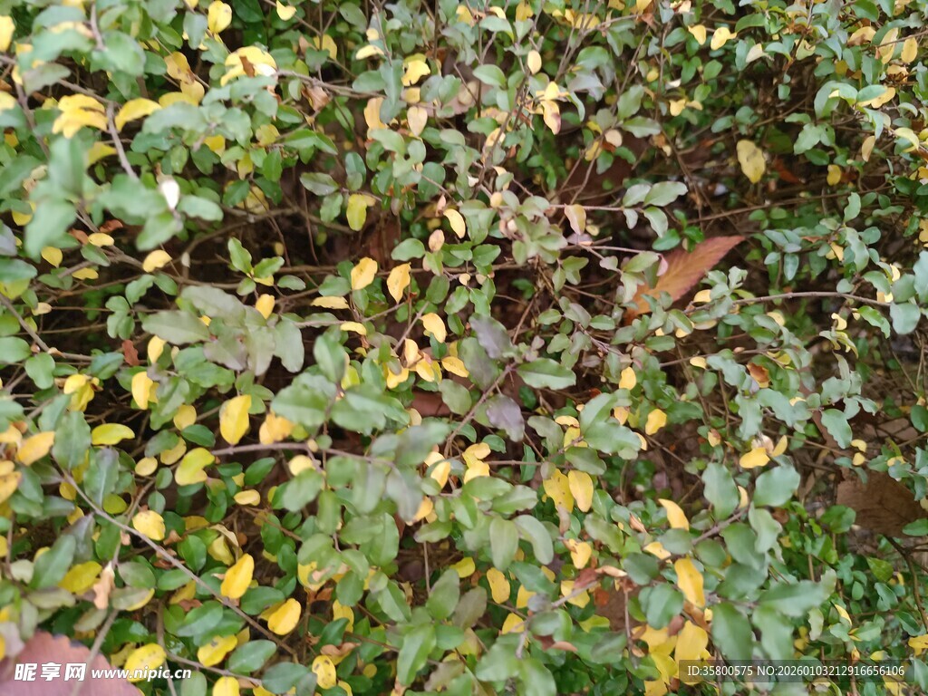 绿叶间的斑驳黄叶景象
