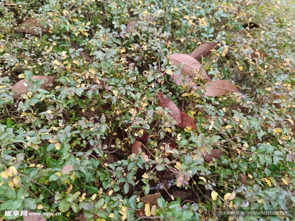 秋日林间斑斓植物景象