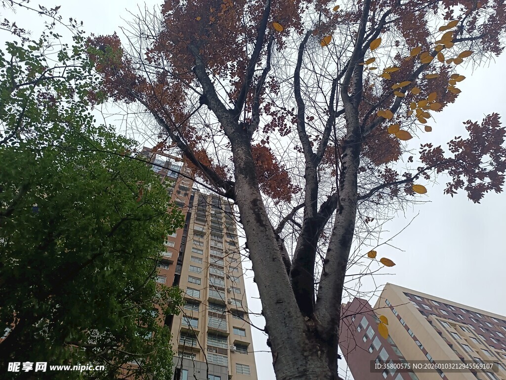 秋日树木与楼宇景致