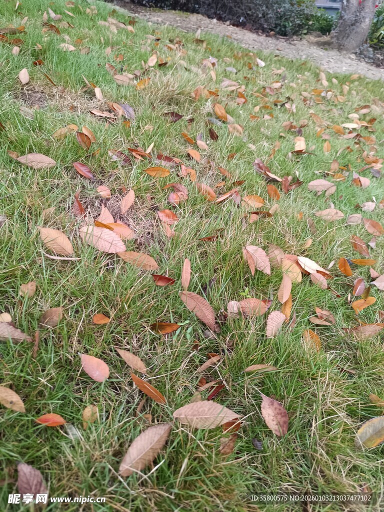 草地上的缤纷落叶