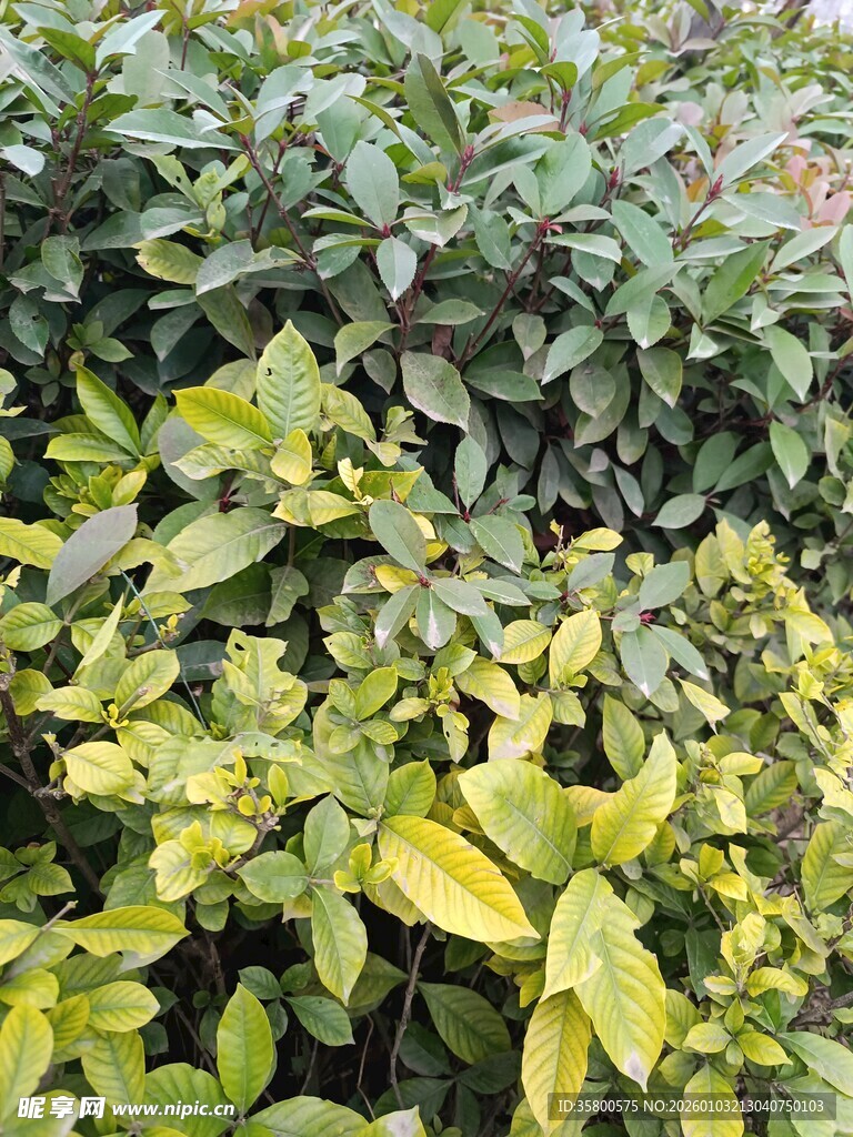 黄绿相间的繁茂植物