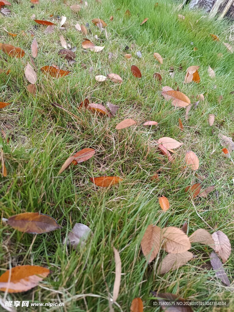 草地上的缤纷落叶