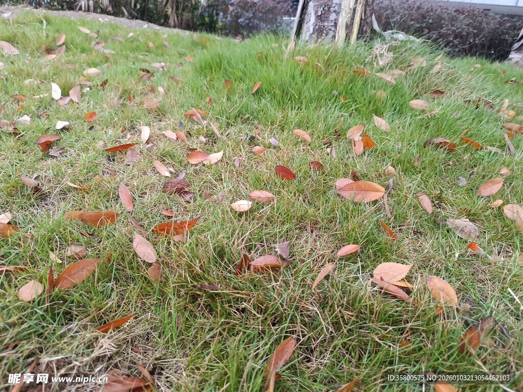 草地上散落的枯黄树叶