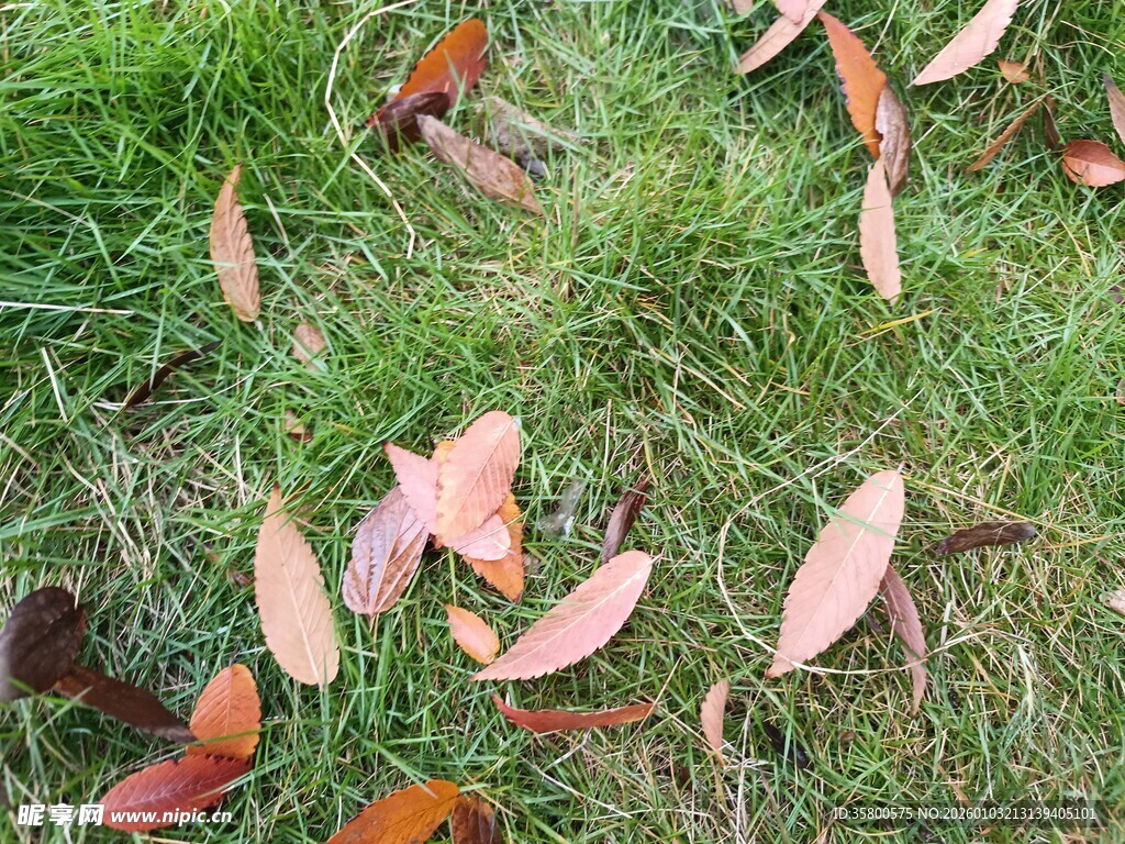 草地上散落的多彩树叶