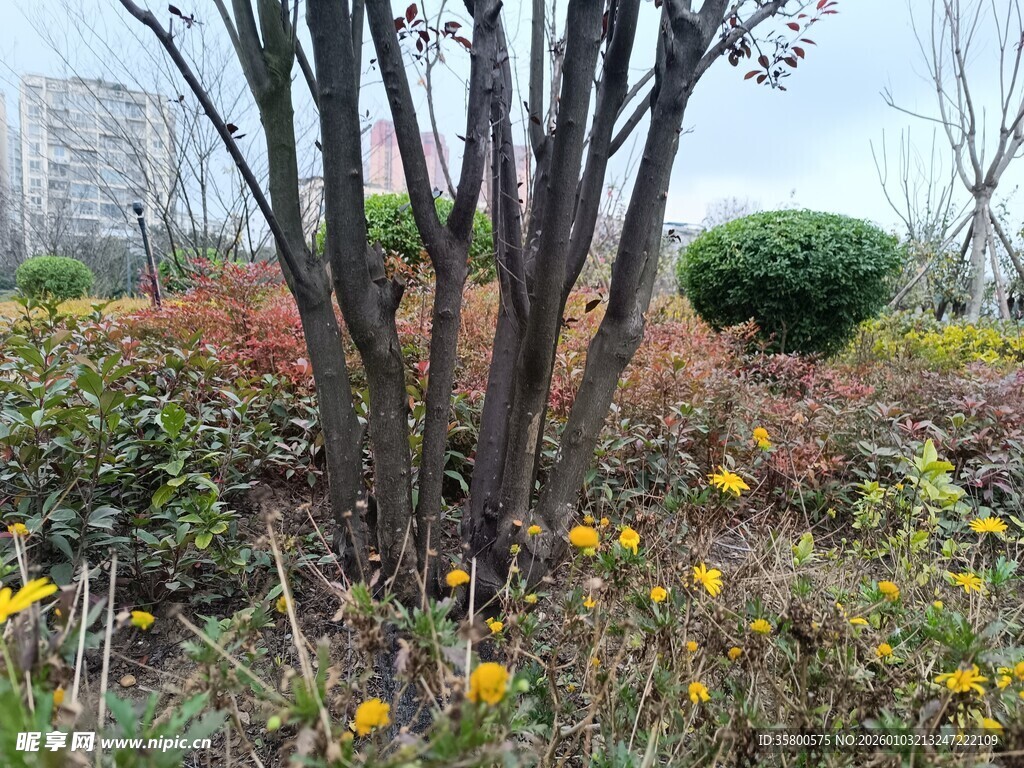 冬日园林植物景观