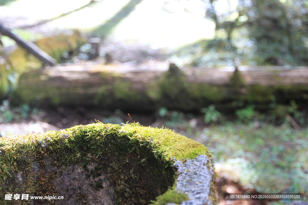林间苔藓覆盖的树桩