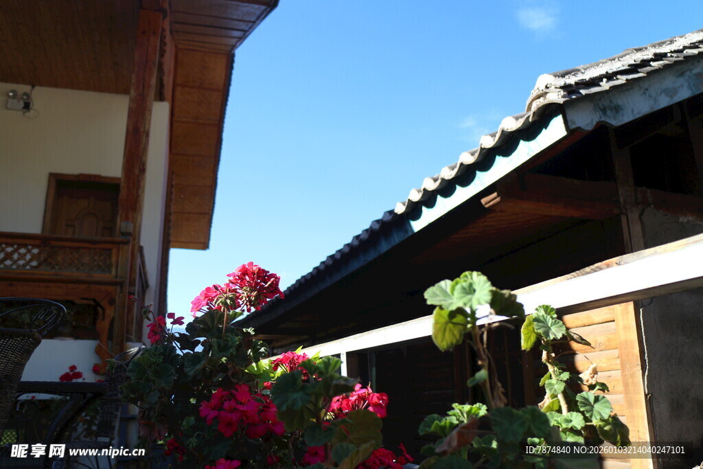 庭院中绽放的艳丽花朵