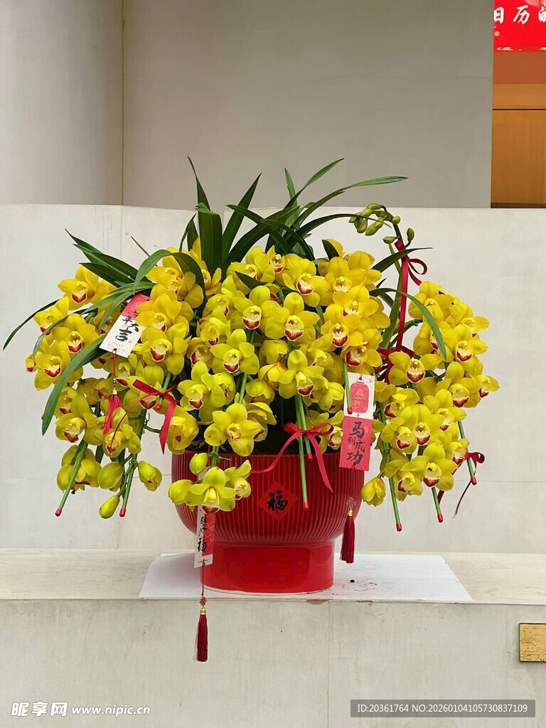 红色花盆中的黄色兰花