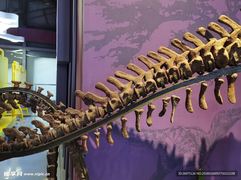 恐龙尾骨化石展示